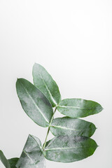green leaves, macro of the leaves of a eucalyptus on white background with space to write, vertical photo