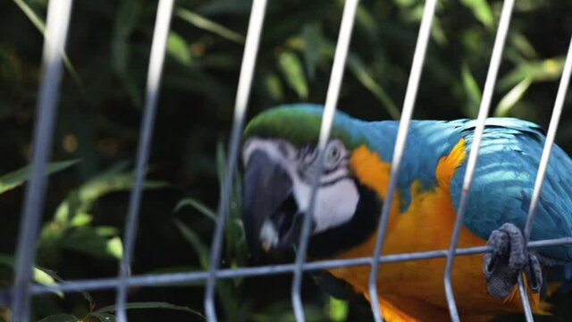 Close-up view of a Macaw parrot (Ara ararauna) in a zoo climbing on a cage grids.  Blurred background and bokeh.