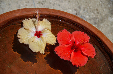 Tropical flowers. Yellow and red hibiscus flowers in a terracotta bowl of water.