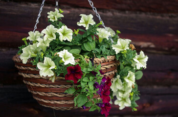 flower arrangement of burgundy and yellow limw petunias  in a hanging basket. Country style