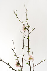 Zweig mit japanischer Zierquittenblüte