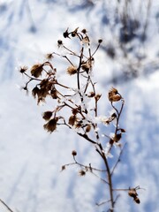 bird on a branch