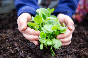 The girl hand planting vegetable spinach for clean food concept, green leaves
