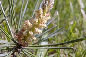 A branch of a flowering pine in the forest