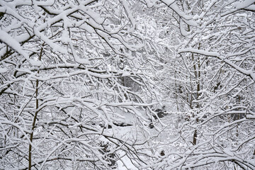 Snow-covered tree branches after heavy snow