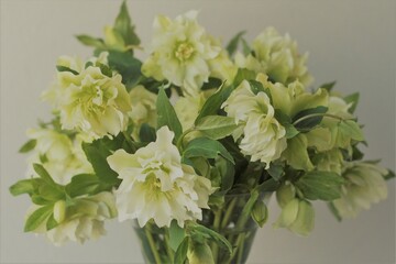 ホワイトクリスマスローズ