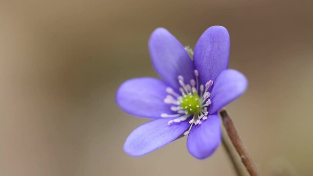 Common hepatica or blue blossom wildflower. First spring flower in the blurred background of nature.