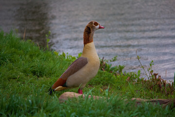 Obraz premium Ente die am Rand des Wassers in die Ferne blickt.