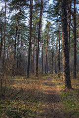path in the spring forest on a sunny day