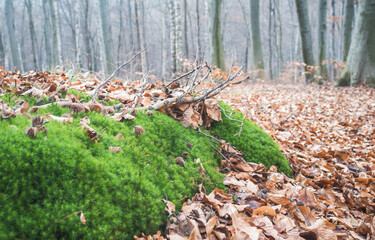 Spacer w lesie ładny krajobraz