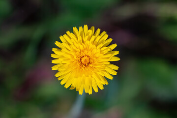 Yellow dandelion flower, Bitter chicory or radicheta, Taraxacum officinale, whose yellow flower is known as dandelion, is a plant of the Asteraceae family