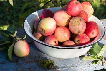Harvest of the fresh pink dewy apples in the white bowl on the blue bench in the garden in early morning in sunlight, agriculture and food concept