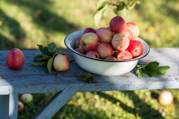 Harvest of the fresh pink dewy apples in the white bowl on the blue bench in the garden in early morning,  agriculture and food concept