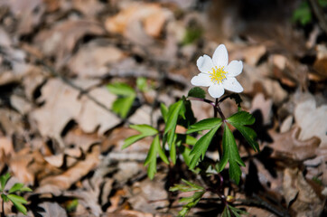 Lonely white flower indicating that spring is coming 