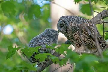 Mother barred owl and her owlet perching on a branch in the forest. The baby had just left the nest...