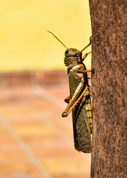 A grasshopper perched on a tree in the sun, seen from the side, near a house. Tropidacris collaris, a large insect species native to South America
