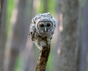 Barred owlet balancing on a narrow stump in the woods - with a bokeh background of green and brown trees
