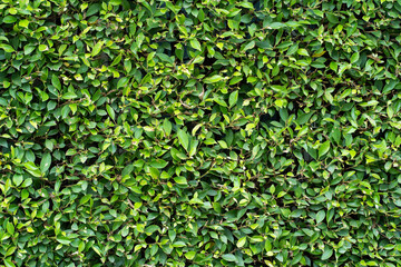 fresh green ficus annulata leaves wall background