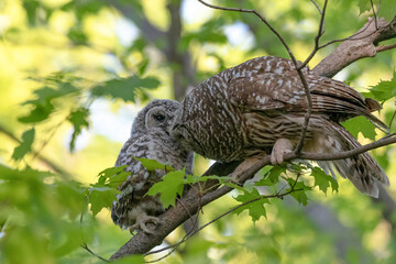 Barred Owl Feeding her Baby Owlet - Mother barred owl and her owlet perching on a branch in the forest. The baby had just left the nest for the first time and was rewarded with food and affection.