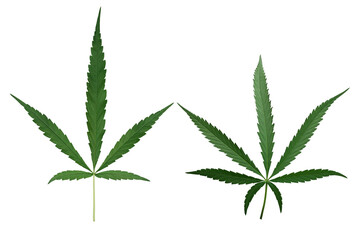 Male hemp or cannabis plant leaves with five leaflets and seven leaflets in one leaf isolated on white background, clipping path included.