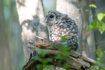 Barred owlet shortly after falling from the nest to the ground and hopping up a branch to a safer spot. Ottawa, Ontario, Canada