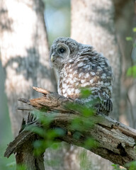 Owlet in the Woods - young barred owl perching on a branch shortly after flying (falling) from its nest. Trees in the background