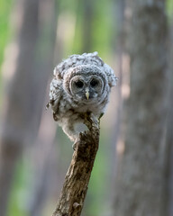 Barred owlet balancing on a narrow stump in the woods - with a bokeh background of green and brown trees