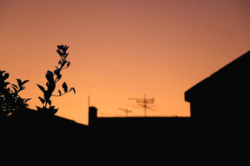 Fototapeta na wymiar Silhouette of a tree branch in a garden and beautiful sunset sky. Selective focus. 