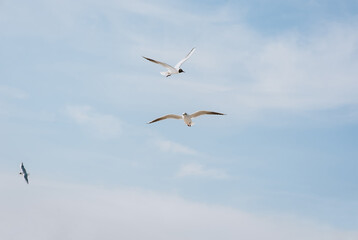 A flock of large white sea gulls fly against the blue sky, soaring above the clouds and the ocean, spreading their long wings in the daytime. Spring photography of a bird.
