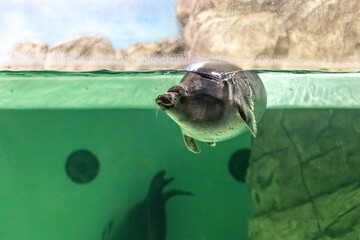 The Baikal seal swims under water. Seal in the aquarium. Observation of the animal world.