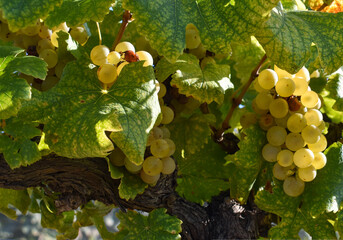 Closeup of a bunch of chardonnay grapes (vitis vinifera) among the leafs, used to prepare sparkling...