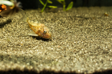 Corydoras in freshwater aquarium with green beautiful planted tropical. fish in freshwater aquarium with green beautiful planted tropical.