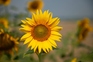 Beautiful Blossom Sunflower In The Field
