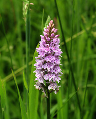 Common Spotted Orchid