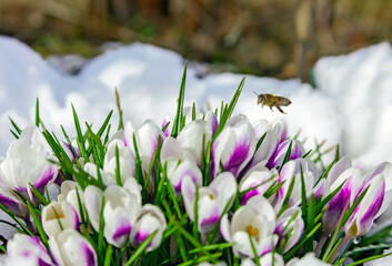 April bee flying to primroses blooming in the snow.