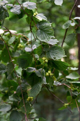 Young hazelnut, green hazelnuts, grow on a tree Young hazelnuts, hazelnuts, kobnat. Hazelnut with leaves on the tree. The concept of growing and collecting hazelnuts. Corylus avellana