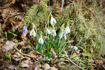 Galanthus nivalis in the grass