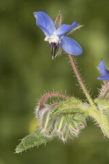 Borago officinalis borage green leaves with hairy deep blue flowers with purple stamens approximation and details