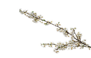 Blooming fruit tree flowers in spring isolated on white background, clipping path