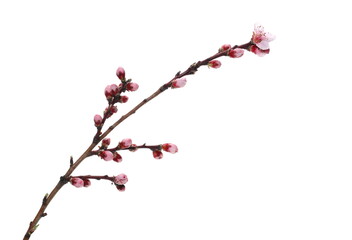 Fruit flowers blooming with twig isolated on white, with clipping path