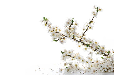 Blooming fruit tree flowers in spring isolated on white background, clipping path