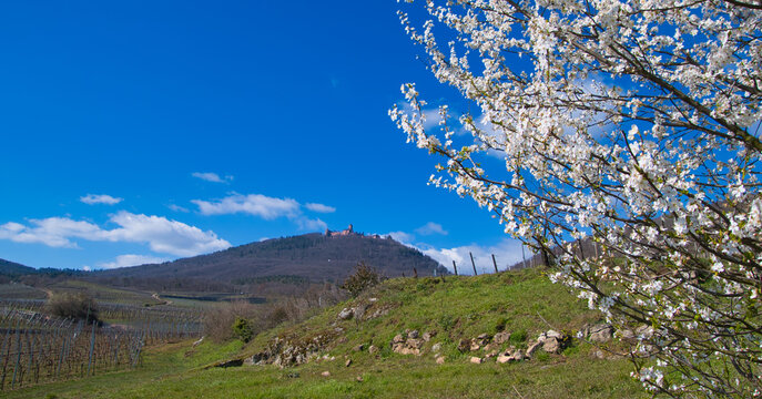 Hippolyte Bilder Durchsuchen 366 Archivfotos, und