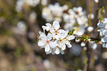 Frühling in St. Hippolyte im Elsass