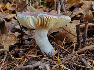 mushroom in the grass