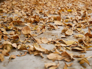 dried brown leaf autumn leaves background