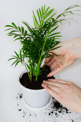 A man holds in his hands the earth or soil for transplanting a houseplant Hamedorea, transplants the plant into a white flower pot, isolated on a white background