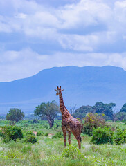 Giraffe standing in tall grass in Tsavo East National Park, Kenya.Kilimanjaro is in the background. It is a wild life photo.
