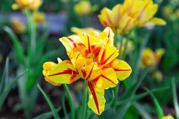 Bright yellow with red stripes tulip with dew drops on the petals against the background of green foliage on a sunny day. Selective focus.