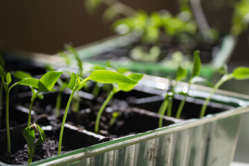 Small seedlings on a light background grow in a growing tray. Concept - seedlings of gardeners.