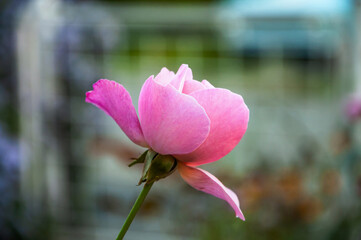 Pink rose on blurred garden background.